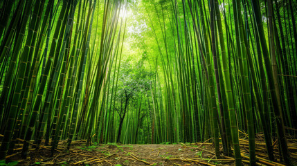 Fototapeta premium Lush Green Bamboo Grove with Tall Stalks Reaching Skyward in a Dense Forest. Concept of Nature, Serenity, Growth, and Environmental Beauty