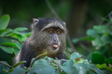 Monkey got your tongue
