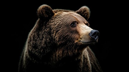 Obraz premium Close-Up Portrait of a Brown Bear