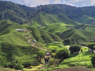 cameron highlands