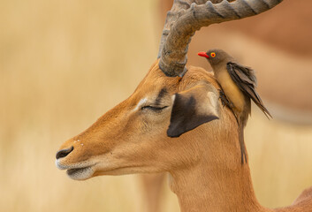Oxpecker on my head