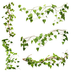Obraz premium PNG plant vine design element set, transparent background