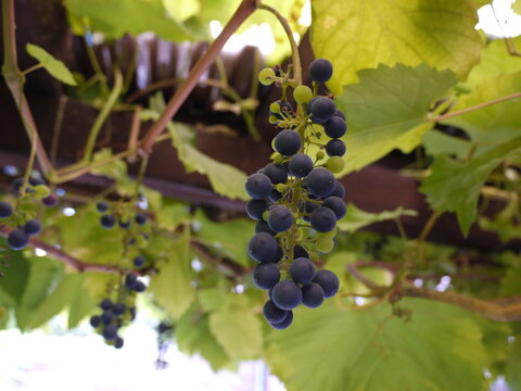 Blaue Weintrauben am Rebstock
