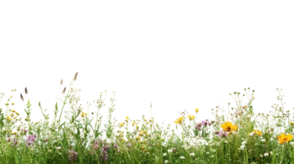A vibrant meadow filled with colorful wildflowers and lush green grass, perfect for nature lovers and landscape enthusiasts.