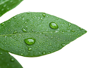 Close-up of a leaf with water droplets, showcasing nature's beauty and the freshness after rain.