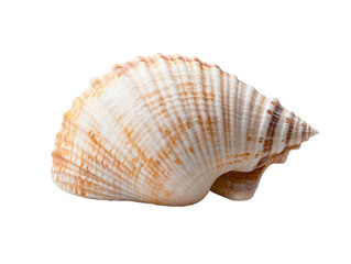 Fototapeta premium Close-up view of a beautifully patterned shell, showcasing intricate lines and textures, capturing nature's oceanic beauty.