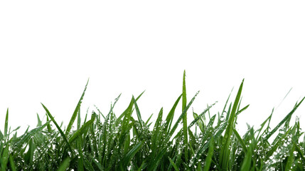 Fototapeta premium Lush green grass with dew drops, ideal for nature themes, gardening, and outdoor activities.