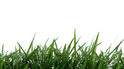 Lush green grass with dew drops, ideal for nature themes, gardening, and outdoor activities.