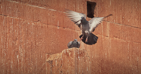 Varanasi, Uttar Pradesh, India. Doves Pigeons mating kissing on old red wall Chet Singh Fort. Chet...