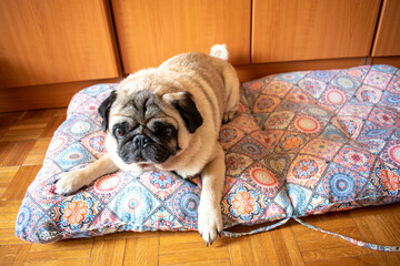 Pug dog sitting on the floor. House interior domestic pet. Breed mops dog.