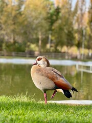 Egyptian goose standing on one leg by a pond