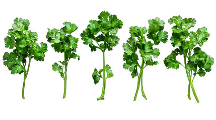 Obraz premium A row of green herbs, including parsley, cilantro, and basil