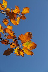 a branch with autumn-colored foliage of a German oak tree in the sunlight