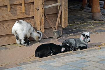 Young domestic goat relaxing in the sun dozing