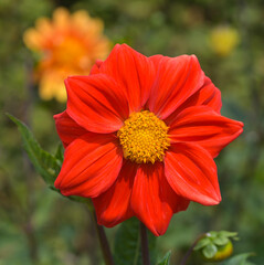 Beautiful close-up of a red dahlia