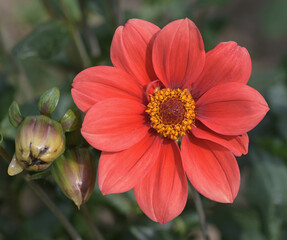 Beautiful close-up of a red dahlia flower