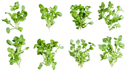 A collection of green plants rucola with different shapes and sizes