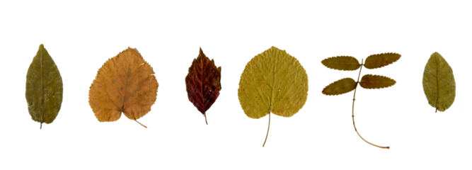 Collection of autumn leaves. Set of various brown dry leaves isolated. Colorful of autumn season. Autumn leaf background.