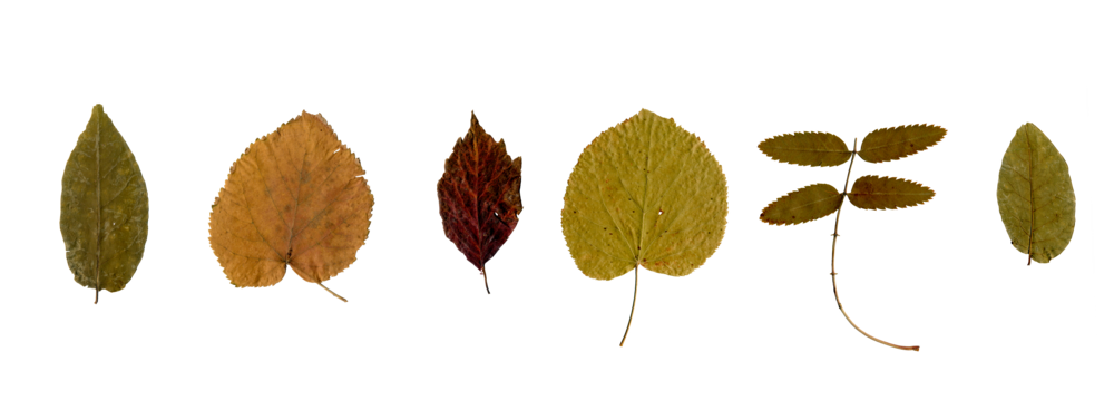 Collection of autumn leaves. Set of various brown dry leaves isolated. Colorful of autumn season. Autumn leaf background.