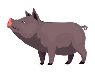 Pig set flat cartoon isolated on white background. Black pig  illustration