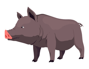 Pig set flat cartoon isolated on white background. Black pig  illustration