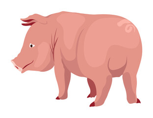 Pig set flat cartoon isolated on white background. Pink pig  illustration