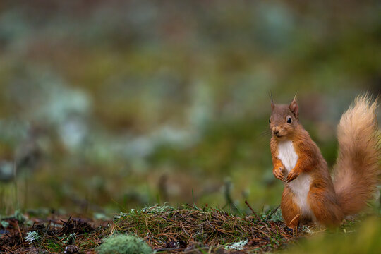 Red Squirel standing on the forest floor