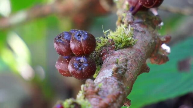 Ficus racemosa (loa, lo, elo, cluster fig, Ficus glomerata) frit on the tree