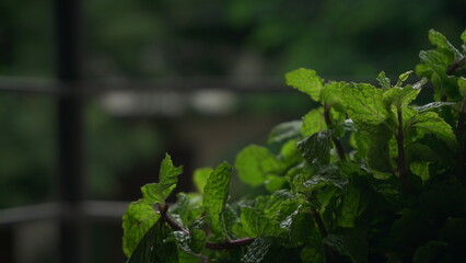 Fresh green mint leaves, Concept healthy diet.