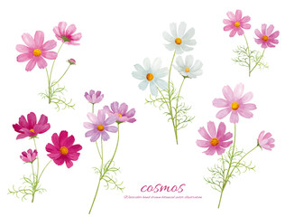 水彩手書きタッチのコスモスの花のシンプルなカットイラスト © fuufuu