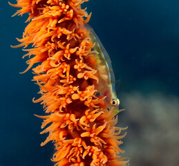 A Goby on a Whip coral Boracay Island Philippines