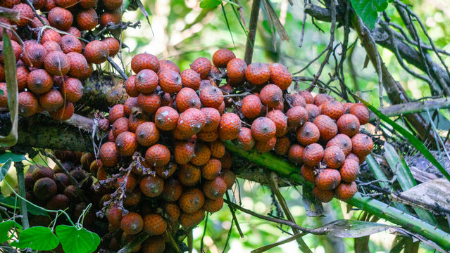 Ripe rattan fruit on the tree. The rattan fruit is edible, the texture is like lychee fruit