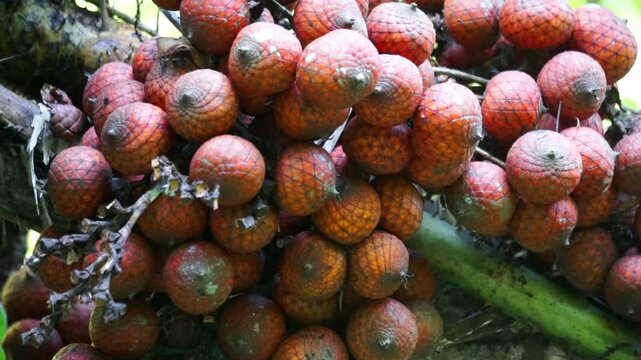 Ripe rattan fruit on the tree. The rattan fruit is edible, the texture is like lychee fruit