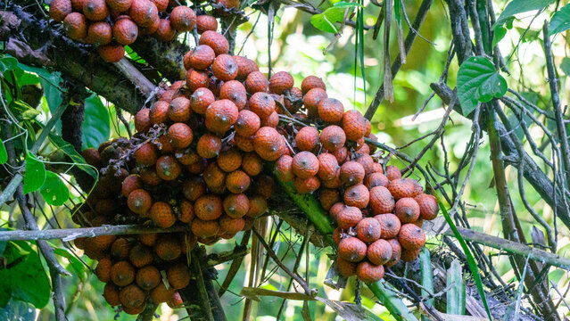 Ripe rattan fruit on the tree. The rattan fruit is edible, the texture is like lychee fruit