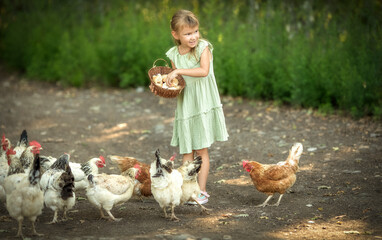 girl feeding chickens, girl with chikens