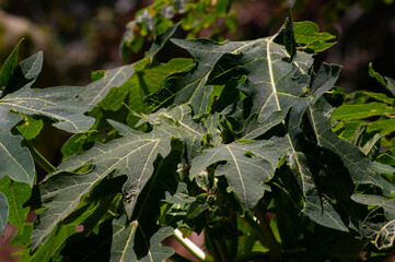 close up of wilted papaya leaves exposed to sunlight on a hot day