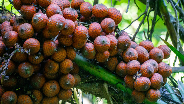 Ripe rattan fruit on the tree. The rattan fruit is edible, the texture is like lychee fruit