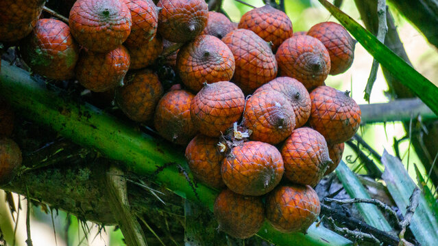 Ripe rattan fruit on the tree. The rattan fruit is edible, the texture is like lychee fruit
