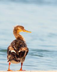 Back view with head facing side of a female or immature male Red-breasted Merganser, Mergus serrator, standing near the gulf shore in Florida. Feathers are wet and shaggy.