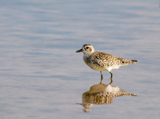 An adult non-breeding black-bellied plover is wading in the water with a reflection.