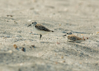 A pair of adult Sanderlings, Calidris alba, in the sand along the shore of Florida. One is standing , the other is resting.