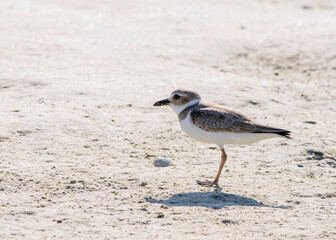 Adult, non-breeding Wilson's Plover, Anarhynchus wilsonia, standing on the sea shore in Florida.