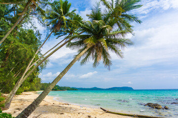 Coconut palm tree on sea beach against blue sky with cloud