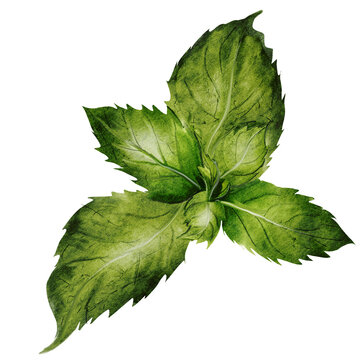 recommend clip art: Mint leaves watercolor. Hand drawn peppermint plant on isolated white background. Clip art botanical realism. Ideal for logo and packaging of household chemicals, natural cosmetics and various drinks