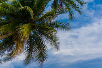 Fototapeta premium Coconut palm tree on sea beach against blue sky with cloud