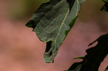 close up of wilted papaya leaves exposed to sunlight on a hot day