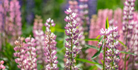 Obraz premium Lupine flowers in nature. Close-up