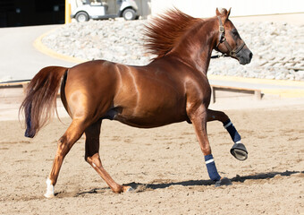 sorrel horse running