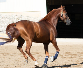 sorrel horse running