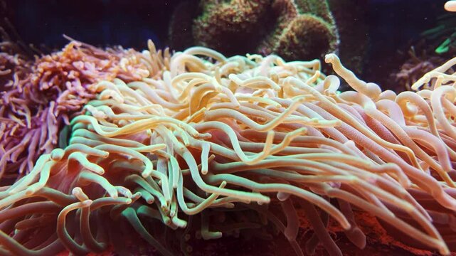 Fluorescent bubble-tip anemone (Entacmaea quadricolor) fluorescent is waving in the water at coral reef.
